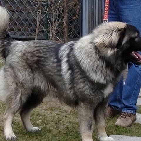 世界猛犬排行榜（世界猛犬排行榜图片）